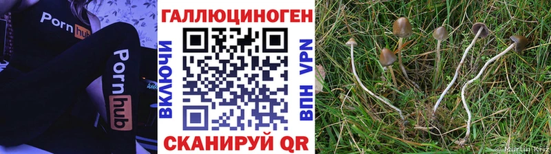 Псилоцибиновые грибы Psilocybine cubensis Покачи