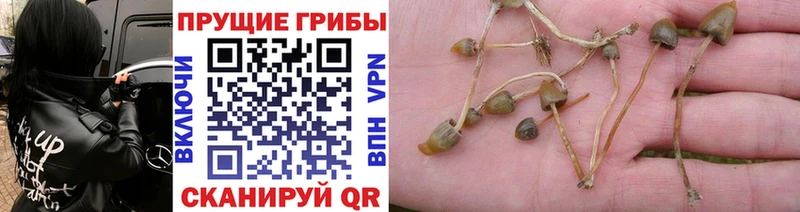 Галлюциногенные грибы GOLDEN TEACHER  Покачи 